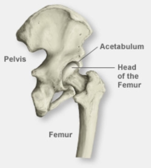 Ball-and-Socket Joint diagram